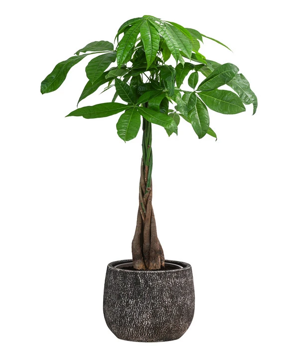 Glückskastanie - Pachira Aquatica, In Keramik 1 Glückskastanie - Pachira Aquatica, In Keramik