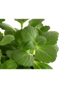 Gartenbedarf Angebote -Gartenbedarf Angebote 8811135 WE DE 001 VerpissDichPflanzeT11