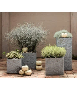 Zickzackstrauch -Gartenbedarf Angebote 8811184 7084932 8805913 WE MO 001 Zickzackstrauch Gitterkraut Knospenheide