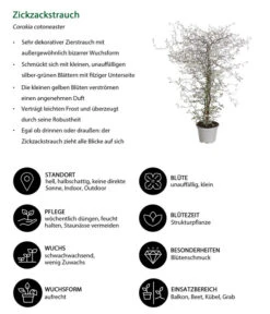 Zickzackstrauch -Gartenbedarf Angebote 8811184 WE IG 001 CorokiaCotoneasterZickzackstrauchT12DehnerExpressHerzig