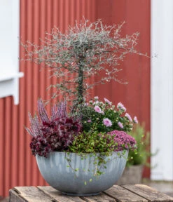 Zickzackstrauch -Gartenbedarf Angebote 8811184 WE MO 001 Herbstarrangement