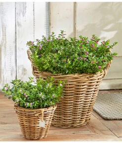 Köcherblümchen, Busch, Verschiedene Farben -Gartenbedarf Angebote 8811366 8594673 8594244 PR MO 003 CupheaHyssopifT11BL18UveSauer