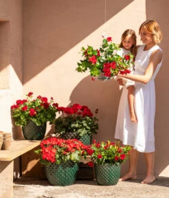 Dehner Keramik-Topf Elite -Gartenbedarf Angebote 8813008 6705461 6705479 6705487 WE MO 001 GeranieRubinHeissesRot