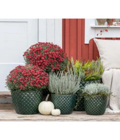 Dehner Keramik-Topf Elite -Gartenbedarf Angebote 8815763 WE MO 001 KnospenheideCallunaFluffyT11