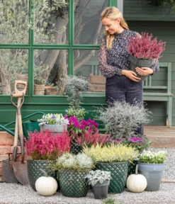 Zickzackstrauch -Gartenbedarf Angebote 8815763 WE MO 001 MuecaGitterkrautMuehlenbeckia