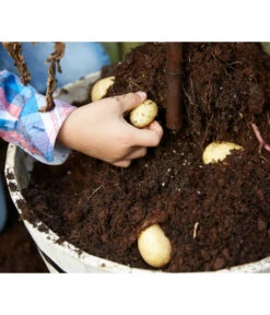 TomTato® Tomatenkartoffel 10 TomTato® Tomatenkartoffel -Gartenbedarf Angebote 8832859 WE DE 009 TomtatoTomoffel