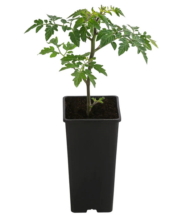 TomTato® Tomatenkartoffel 2 TomTato® Tomatenkartoffel – Bild 2