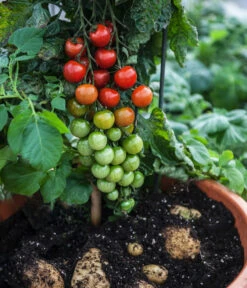 TomTato® Tomatenkartoffel 8 TomTato® Tomatenkartoffel -Gartenbedarf Angebote 8832859 WE MO 004 TomtatoTomoffel