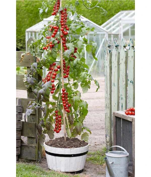 TomTato® Tomatenkartoffel 6 TomTato® Tomatenkartoffel – Bild 6