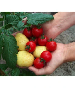 TomTato® Tomatenkartoffel 9 TomTato® Tomatenkartoffel -Gartenbedarf Angebote 8832859 WE MO 010 TomtatoTomoffel