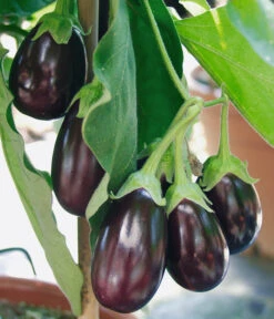 Pick-&-Joy® Aubergine Mit Früchten 6 Pick-&-Joy® Aubergine Mit Früchten -Gartenbedarf Angebote 8838047 WE DE 001 AubergineOphelliaF1Fruechte
