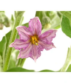 Pick-&-Joy® Aubergine Mit Früchten 7 Pick-&-Joy® Aubergine Mit Früchten -Gartenbedarf Angebote 8838047 WE DE 001 PickandJoyAubergineT14