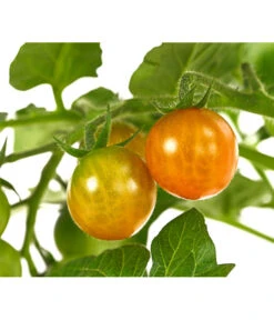 Pick-a-Tom® Cocktailtomate 'Candy' Mit Früchten -Gartenbedarf Angebote 8838815 WE DE 001 PickaTomBeerentomateCandyT14
