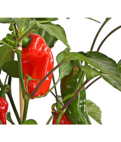 Pick-a-Pep® Snackpaprika Mit Früchten -Gartenbedarf Angebote 8838823 SnackpaprikaRotMitFrucht