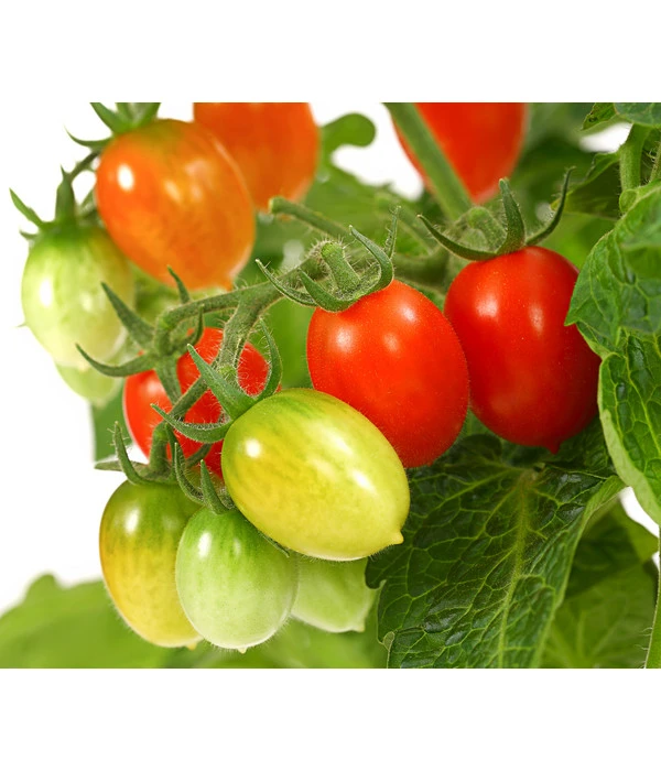 Pick-a-Tom® Pflaumentomate Mit Früchten 2 Pick-a-Tom® Pflaumentomate Mit Früchten – Bild 2