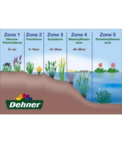 Dehner Japanorchidee - Gartenorchidee 5 Dehner Japanorchidee - Gartenorchidee -Gartenbedarf Angebote WE DE 001 Teichzonen Wasserpflanzen Schild