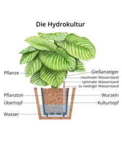 Lorbeer-Feige - Ficus Microcarpa 'Moclame', Hydrokultur 5 Lorbeer-Feige - Ficus Microcarpa 'Moclame', Hydrokultur -Gartenbedarf Angebote WE MO Hydrokultur Hydropflanze Grafik 5